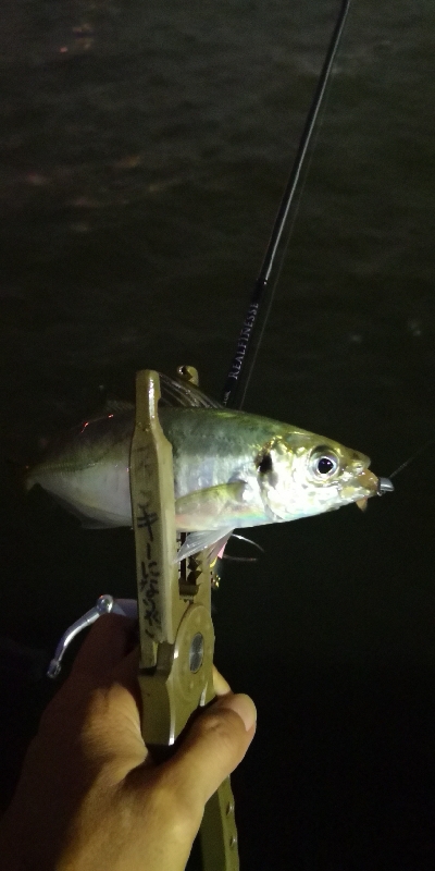 アジング練習 170