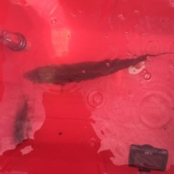 GO TO フィッシング!