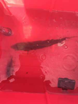 GO TO フィッシング!