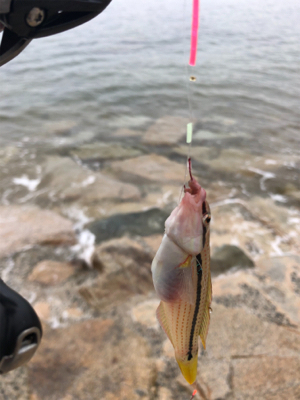 嫁さんとキス釣り