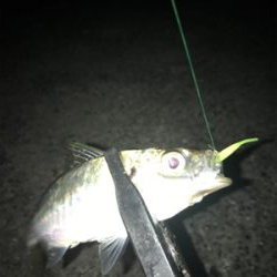 タコ、メバル、アジ釣れたけど…イカは釣れず(><)