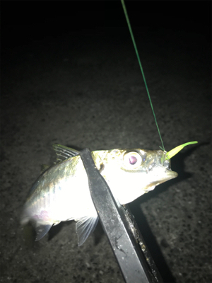 タコ、メバル、アジ釣れたけど…イカは釣れず(><)