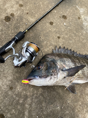 チヌ記録更新！