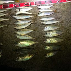 ドラゴン出た。110cm❣️