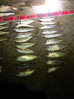 ドラゴン出た。110cm❣️