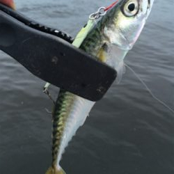 小鯖だけは釣れるんですけどね。。。