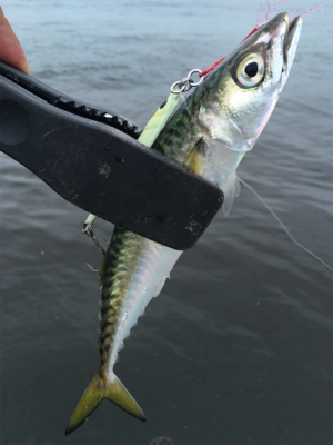 小鯖だけは釣れるんですけどね。。。