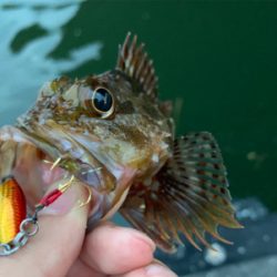 マイクロ岸ジギング