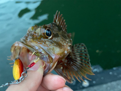 マイクロ岸ジギング