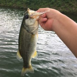 謎のボイル多発! 魚に翻弄された桜池