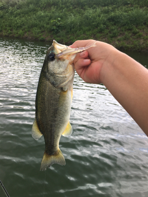 謎のボイル多発! 魚に翻弄された桜池