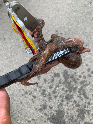 朝一、昨日の所へ！