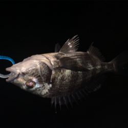 大雨ナイトチニング!