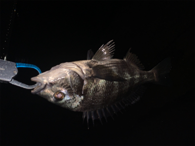 大雨ナイトチニング!