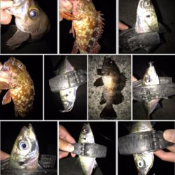 2020ライトゲーム第22戦