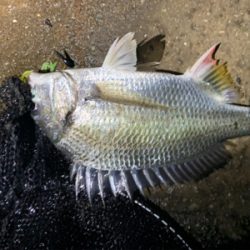 雨後爆!チヌ9枚、シーバス1匹!