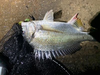 雨後爆!チヌ9枚、シーバス1匹!