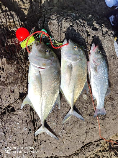 エバことメッキ釣り