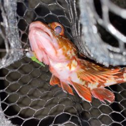 淡路島でアジング好調♪♪