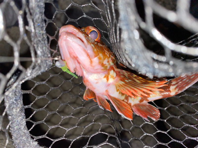 淡路島でアジング好調♪♪