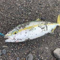 まだまだ小さい