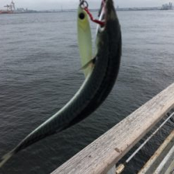 8時頃に小鯖だけは釣れまくり。。。