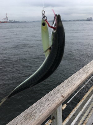 8時頃に小鯖だけは釣れまくり。。。