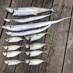 ライトショアジギング で大アジに太刀魚狙い