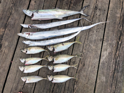 ライトショアジギング で大アジに太刀魚狙い