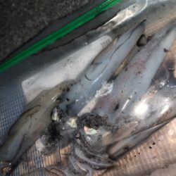 ケンサキイカ②