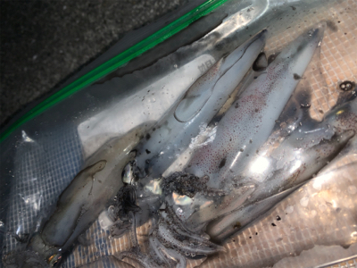 ケンサキイカ②