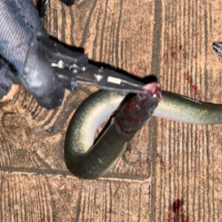 ナイトシーバスでまさかの(笑)