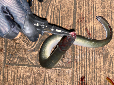 ナイトシーバスでまさかの(笑)