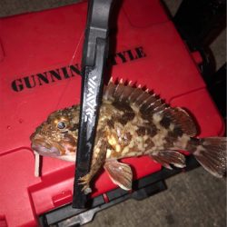 ナイトアジングゲームへ☆GUNNING-STYLE