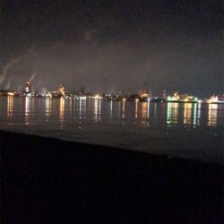 ケンサキイカ調査(^.^)