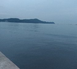 7/5釣果○尺アジ釣れだしました！チヌツバスグレガシラボラ