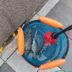 7/24釣果チヌバリムツツバス小サバ