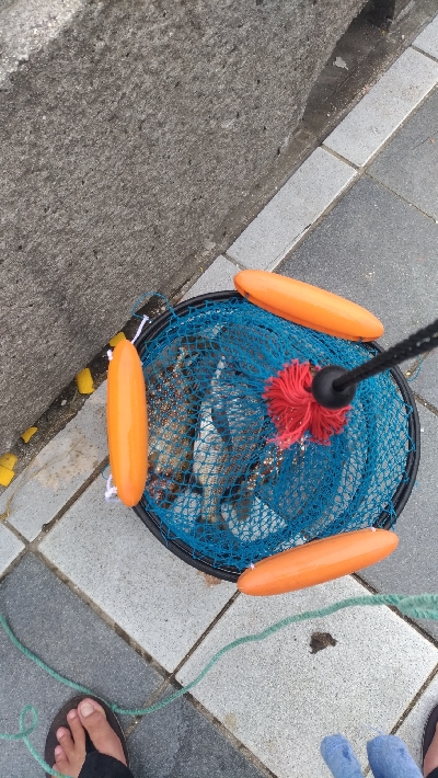 7/24釣果チヌバリムツツバス小サバ