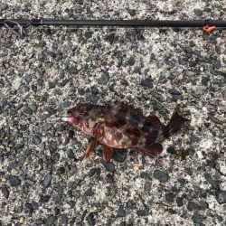 ダイケンキャッチ