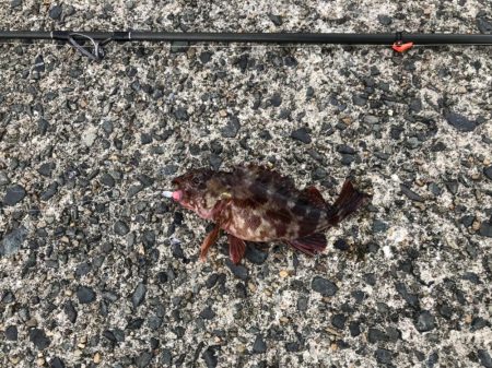 ダイケンキャッチ