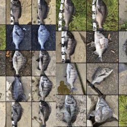 イチノ兄弟、釣果!