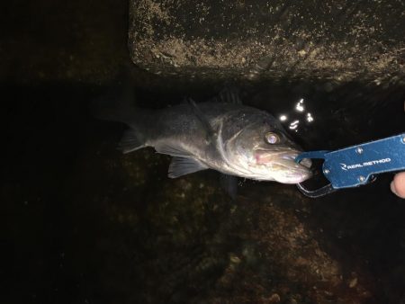 久しぶりのシーバス