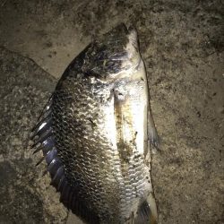 淀川のチニング