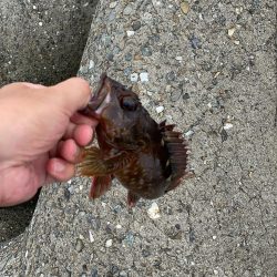 貝塚人工島の穴釣り