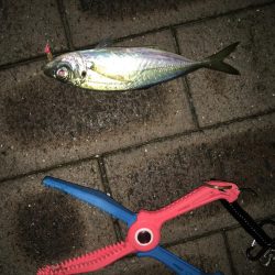 アジやメバルの舞踊り