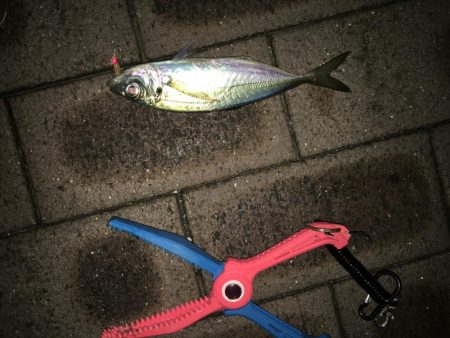 アジやメバルの舞踊り