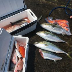 浅川沖でブリ祭り