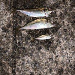 雨降り前の釣行