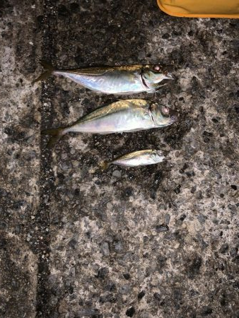 雨降り前の釣行