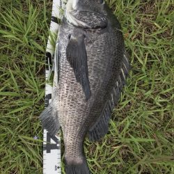 イチノ兄弟、釣果!